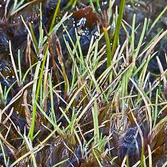 Isolepis aucklandica unspecified picture