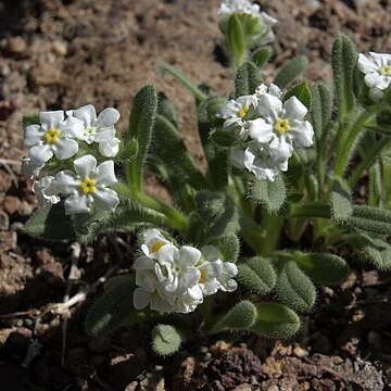 Plagiobothrys kingii unspecified picture