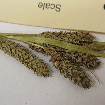 Carex calcis unspecified picture