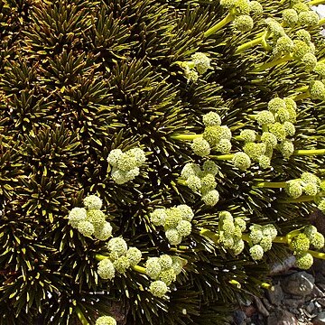 Aciphylla dobsonii unspecified picture