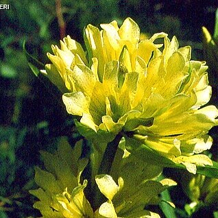 Gentiana burseri subsp. villarsii unspecified picture