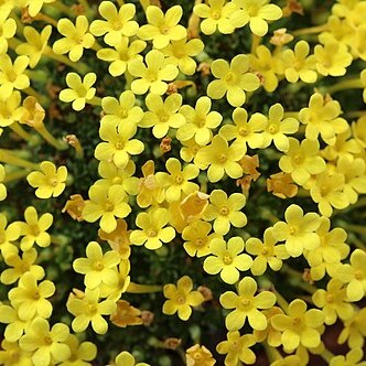 Dionysia tapetodes unspecified picture