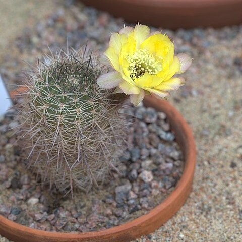 Echinopsis chrysantha unspecified picture