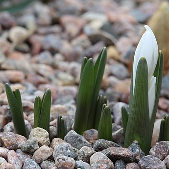 Colchicum eichleri unspecified picture