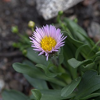 Erigeron epiroticus unspecified picture