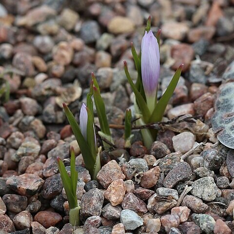 Colchicum munzurense unspecified picture