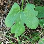 Kedrostis leloja leaf picture by susan brown (cc-by-sa)