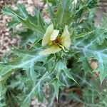 Argemone ochroleuca flower picture by tonatiuh_1 (cc-by-sa)