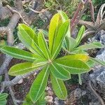 Adenium obesum leaf picture by Maarten Vanhove (cc-by-sa)