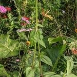 Zinnia elegans habit picture by Sabina Hartmann (cc-by-sa)