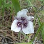 Calochortus elegans flower picture by cl r (cc-by-sa)