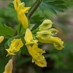 Corydalis flavula flower picture by Andy Sheets (cc-by-sa)