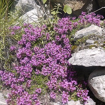 Thymus linearis unspecified picture