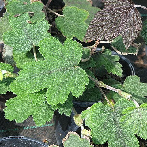 Rubus formosensis unspecified picture