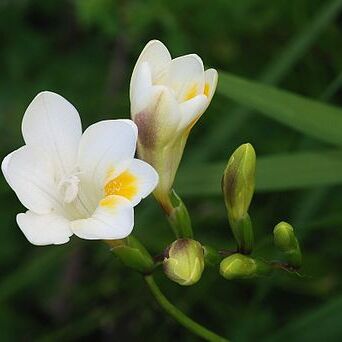 Freesia unspecified picture