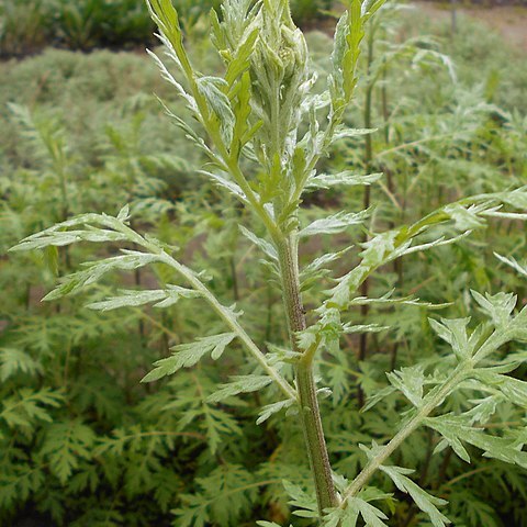 Achillea x obscura unspecified picture