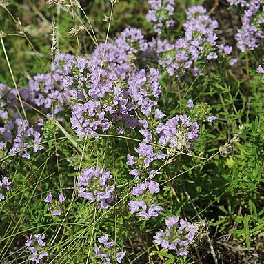 Thymus kirgisorum unspecified picture