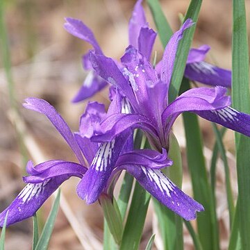 Iris uniflora unspecified picture