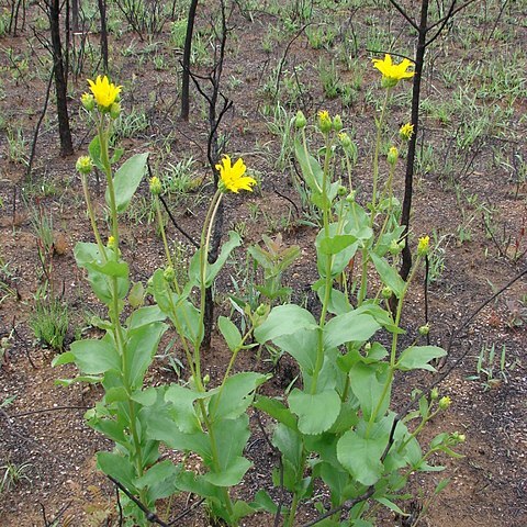 Aldama grandiflora unspecified picture