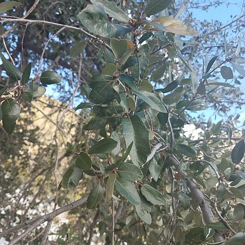 Quercus brandegeei unspecified picture