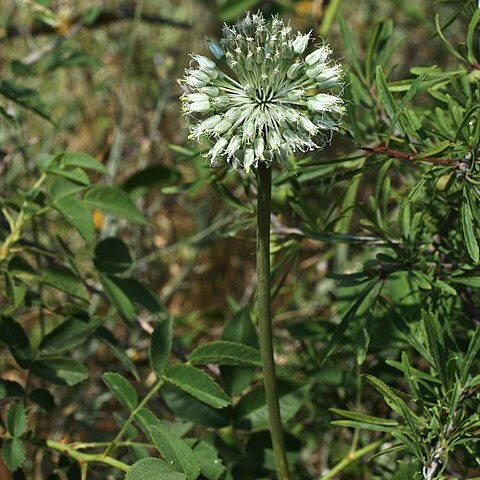 Allium affine unspecified picture