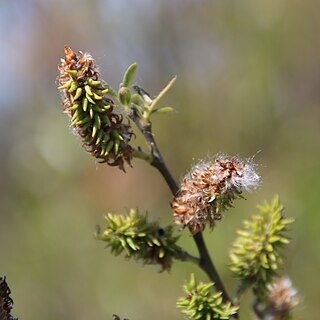 Salix lasiandra unspecified picture