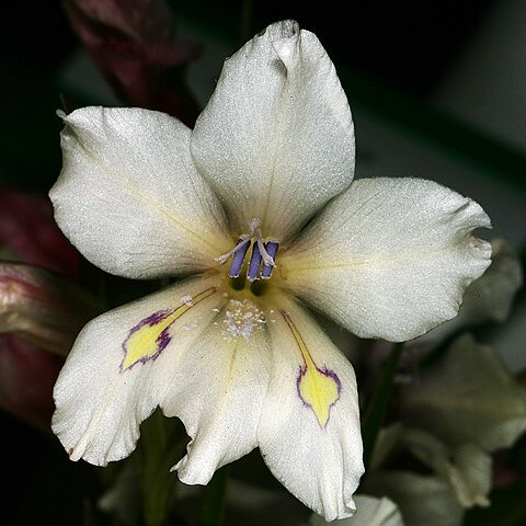 Gladiolus rudis unspecified picture