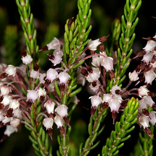 Erica scytophylla unspecified picture