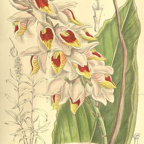 Alpinia roxburghii unspecified picture