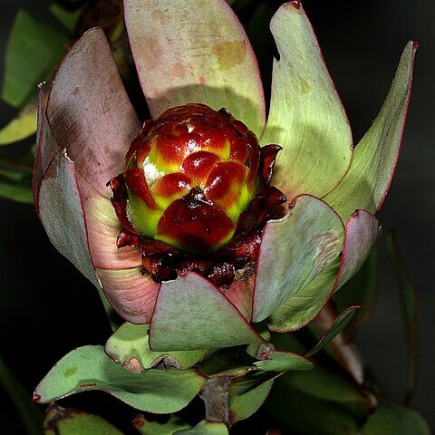 Leucadendron tinctum unspecified picture