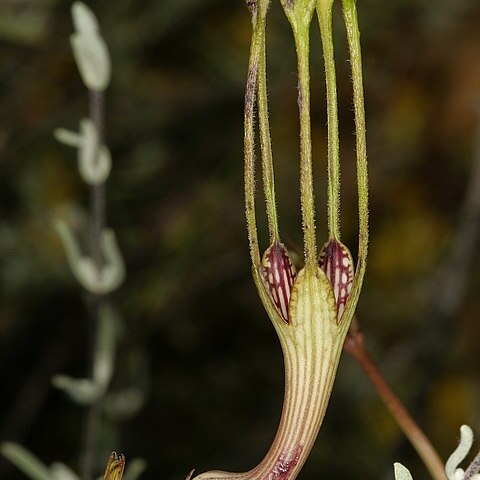 Ceropegia zeyheri unspecified picture