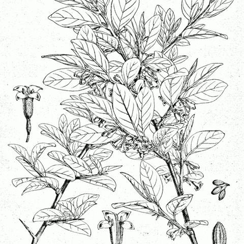 Elaeagnus latifolia unspecified picture