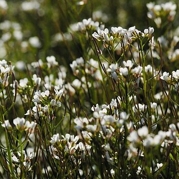 Cardamine scutata unspecified picture