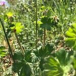 Geranium argenteum habit picture by Delphine Beyrend (cc-by-sa)