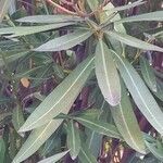 Nerium oleander leaf picture by Pieter Verbrugghe (cc-by-sa)