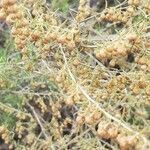 Artemisia californica flower picture by Rusie Shelton (cc-by-sa)