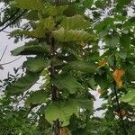 Pterospermum acerifolium leaf picture by Narendra Sahu (cc-by-sa)