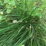 Festuca scabriculmis leaf picture by Isabelle Saffrey (cc-by-sa)