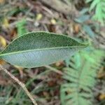 Maillardia borbonica leaf picture by P. Bonnet (cc-by-sa)