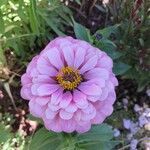 Zinnia elegans flower picture by Pierre Smague (cc-by-sa)