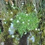 Saxifraga fragosoi habit picture by Clément Garcia (cc-by-sa)