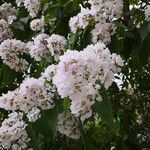 Lagerstroemia speciosa flower picture by Dieter Albrecht (cc-by-sa)