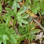 Saxifraga geranioides leaf picture by Llandrich anna (cc-by-sa)