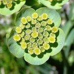 Bupleurum angulosum flower picture by Alain Bigou (cc-by-sa)