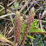 Huperzia catacachiensis leaf picture by Fabien Anthelme (cc-by-sa)