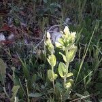 Centaurium maritimum habit picture by beurny (cc-by-sa)