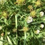 Trifolium michelianum flower picture by pnst Eno (cc-by-sa)