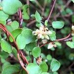 Muehlenbeckia complexa flower picture by Pierre Bonnet (cc-by-sa)