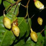 Protium ravenii fruit picture by Nelson Zamora Villalobos (cc-by-nc)