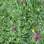 Fritillaria meleagris habit picture by David Hocken (cc-by-sa)